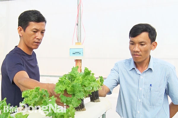 Anh Nguyễn Ánh Dương (trái) giới thiệu mô hình trồng rau thủy canh sạch của mình. Ảnh: L.AN