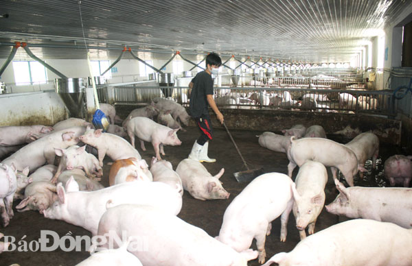 Đồng Nai khuyến khích các doanh nghiệp, trang trại làm tốt an toàn sinh học tiếp tục giữ và tăng đàn heo cho thị trường cuối năm Trong ảnh: Chăm sóc heo tại một trang trại nuôi heo ở xã Long Giao, huyện Cẩm Mỹ. Ảnh: B.NGUYÊN