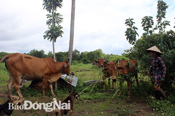 Mô hình nuôi bò và dê sinh sản giúp gia đình bà Võ Thị Ngọc Mai ổn định cuộc sống. Ảnh: T.MỘC