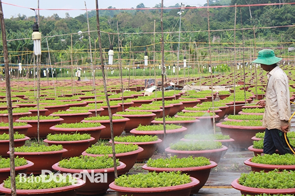 Nông dân tại xã Quang Trung xịt thuốc trị nấm cho vườn hoa cúc pha lê. Ảnh: B.Nguyên