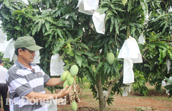 Tổ hợp tác trái cây an toàn Lộc Mai (xã Phú Ngọc, huyện Định Quán) đang xây dựng chuỗi liên kết trồng xoài xuất khẩu. Trong ảnh: Nông dân tham quan mô hình trồng xoài sạch theo chuẩn xuất khẩu của Tổ hợp tác trái cây an toàn Lộc Mai. Ảnh: B.Nguyên