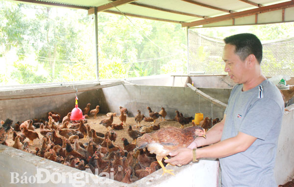 Gà ta rớt giá do người nuôi ồ ạt đầu tư. Trong ảnh: Trại nuôi gà ta thả vườn tại huyện Xuân Lộc