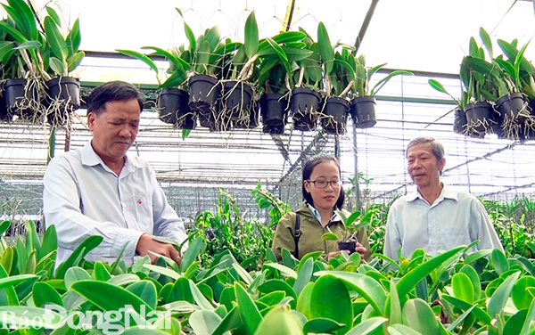 Mô hình trồng lan đang được khuyến khích nhân rộng ở xã Xuân Bảo, huyện Cẩm Mỹ