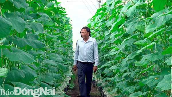 Trồng dưa lưới theo mô hình nông nghiệp công nghệ cao tại xã Xuân Bảo