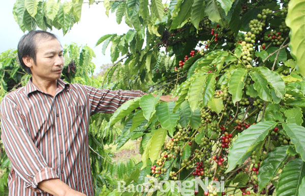 Nông dân ngày càng kém mặn mà với cây cà phê. Trong ảnh: Nông dân xã Xuân Tâm (huyện Xuân Lộc) thu hoạch cà phê. Ảnh: N.LIÊN