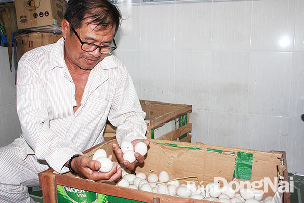 Ông Nguyễn Văn Đê (ấp 2, xã Phước Khánh) giới thiệu đặc sản trứng vịt đồng Nhơn Trạch. Ảnh: H.Lộc