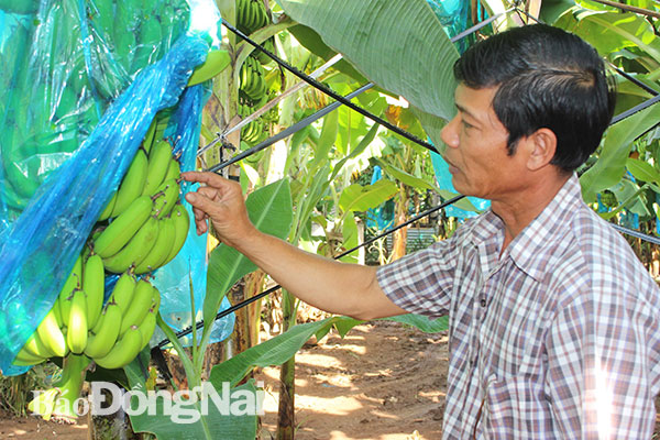 Nông dân xã Thanh Bình, huyện Trảng Bom chăm sóc chuối già Nam Mỹ
