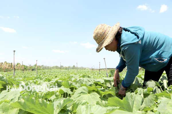 Phần lớn hộ trồng rau tại xã Suối Nho đều đầu tư hệ thống tưới nước tiết kiệm nhờ có điện. Ảnh: M.Quân