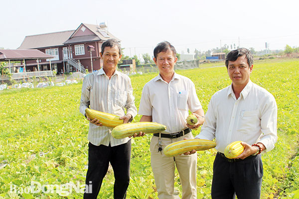Hội Nông dân H.Long Thành giúp nông dân thu hoạch dưa gang chín tại vườn. Ảnh: L.An