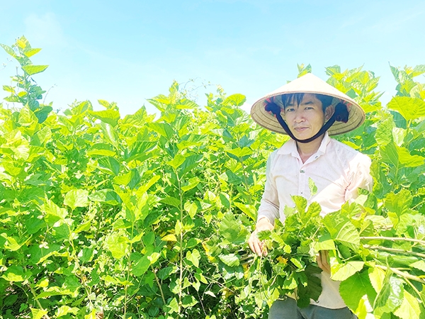 Nông dân Nguyễn Văn Hải (ngụ ấp 2, xã Đắc Lua, H.Tân Phú) đang cắt lá dâu nuôi tằm trên diện tích 2ha đất chuyên trồng dâu