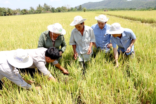 Nông dân kiểm tra lúa thời điểm thu hoạch tại cánh đồng lúa Bàu Kiên. Ảnh: Ngọc Liên