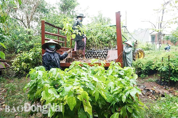 Chuẩn bị cây gỗ để trồng rừng tại Khu Bảo tồn thiên nhiên - văn hóa Đồng Nai