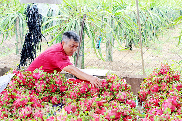Nông dân trồng thanh long ở H.Trảng Bom mong được hỗ trợ về tiêu thụ. Ảnh:L.Quyên