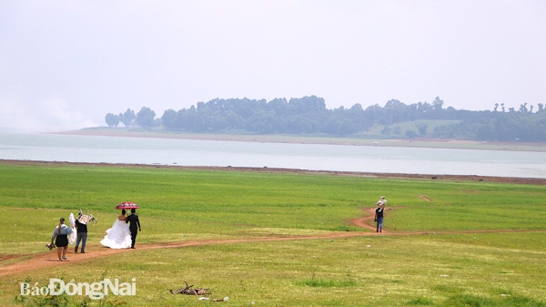 Vào mùa nước cạn, lòng hồ Trị An thành những thảm cỏ xanh trải dài thu hút người dân đến tham quan, chụp hình