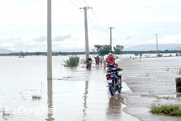 Nước ngập trắng đồng, xấp xỉ mặt đường tại xã Phú Điền, H.Tân Phú