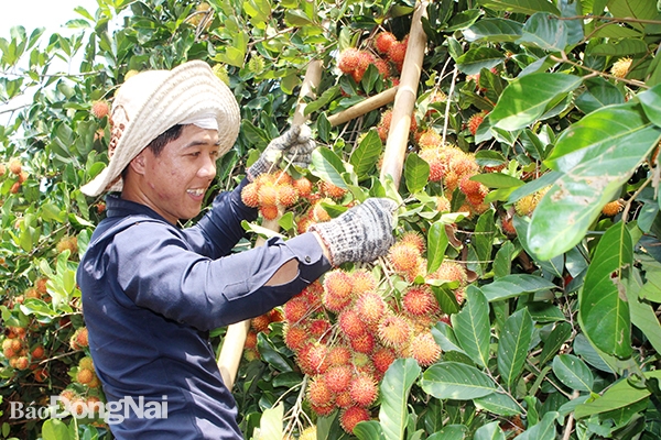 Nông dân thu hoạch chôm chôm (sản phẩm OCOP 3 sao cấp tỉnh) tại xã Bảo Hòa (H.Xuân Lộc). Ảnh: B.Mai