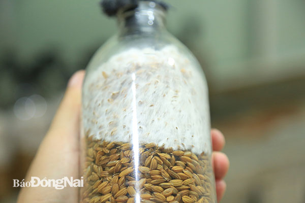 Nấm được cấy trên lúa ngâm trước khi nhân giống ra các bịch và bầu giống