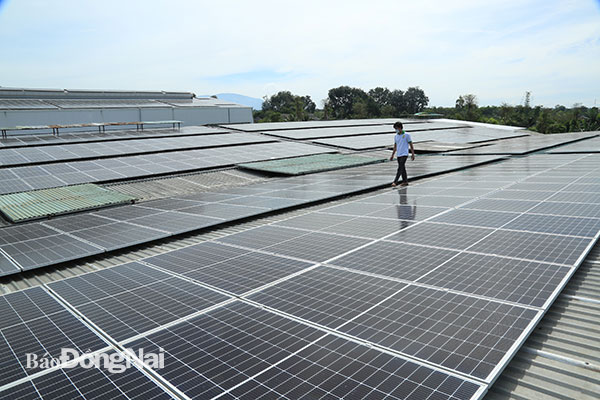 Một trang trại nấm có quy mô lớn, dùng toàn bộ điện từ năng lượng mặt trời với chi phí thấp để nâng cao hiệu quả kinh doanh