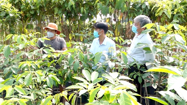 Nghề ươm cây giống đã mang lại thu nhập khấm khá cho nhiều gia đình ở xã Sông Trầu (H.Trảng Bom)