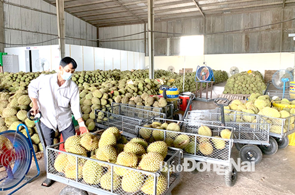 Chế biến sầu riêng xuất khẩu tại một doanh nghiệp xuất khẩu trên địa bàn H.Xuân Lộc. Ảnh: Bình Nguyên