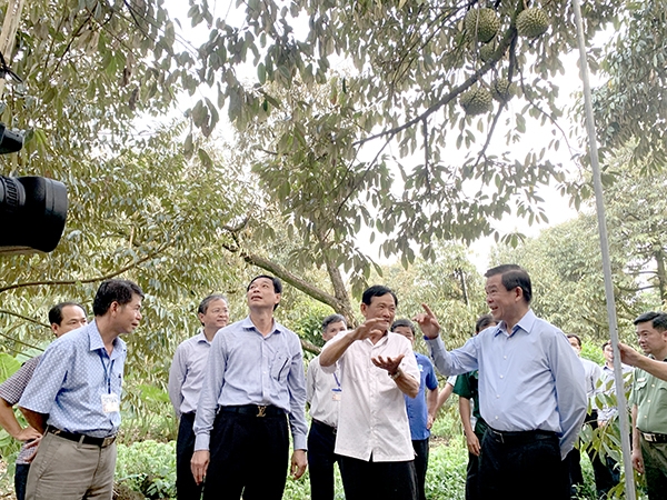 Vùng sầu riêng Phú An (H.Tân Phú) đã được cấp mã số vùng trồng xuất khẩu đi Trung Quốc. 