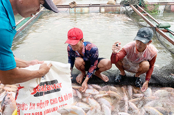 Thu hoạch cá tại bè trên sông La Ngà, H.Định Quán. Ảnh: B.Nguyên