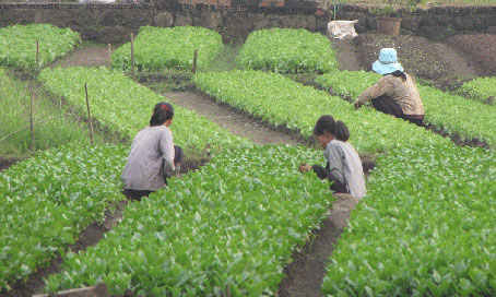  Rau trồng ở xã Gia Tân 3 (huyện Thống Nhất).