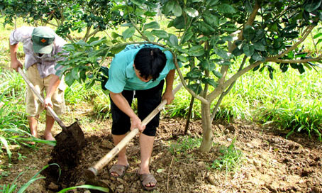 Bón phân hữu cơ cho cây bưởi ở xã Bình Lợi (huyện Vĩnh Cửu) giảm được chi phí đầu vào. Ảnh: H. Giang