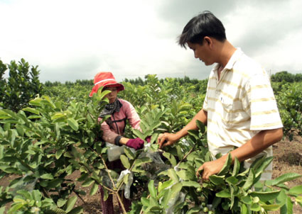 Anh Văn Thành Toàn hướng dẫn thao tác bọc trái ổi cho công nhân.    Ảnh: N.Tuyết