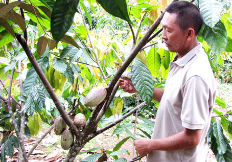 Cây ca cao trong vườn nhà ông Ninh (ấp Tân Phong 2, xã Hàng Gòn, thị xã Long Khánh).    Ảnh: H.G