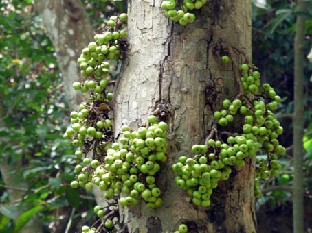 Những gốc sung rừng trên núi Bà Đen.      Ảnh: B.T