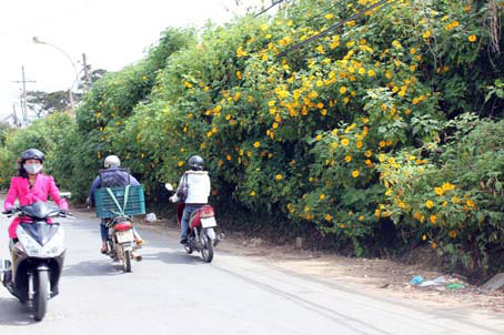 Dã quỳ bung nở trên các con đường Đà Lạt.