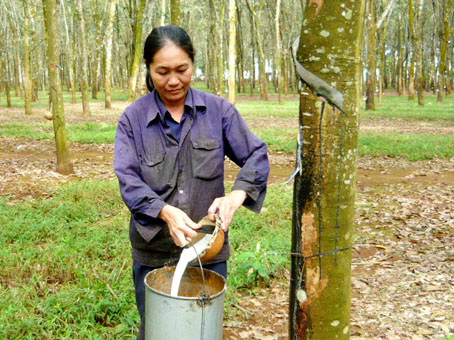 Chị Nguyễn Thị Tuyết Xuân, công nhân đội 3 Nông trường An Lộc (TX.Long Khánh) đang khai thác mủ cao su. Ảnh: V.NAM