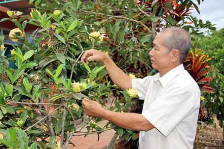 Ông Kiện chăm sóc hoa chuẩn bị đón Tết.