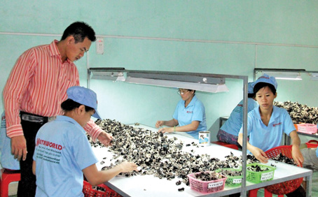 Giám đốc Nguyễn Tấn Phú đang kiểm tra sản phẩm nấm tại xưởng sản xuất.