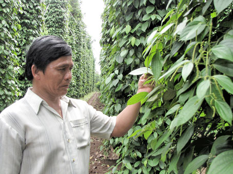 Vườn tiêu của ông Khanh ở xã Suối Cao (huyện Xuân Lộc) áp dụng phòng trừ dịch hại tổng hợp giảm được sâu bệnh, năng suất cao.
