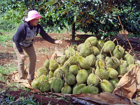 Chị Nguyễn Thị Trung bên đống trái sầu riêng non nhặt được sau bão.