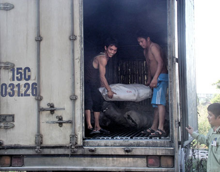 Khiêng các bao đựng chân trâu, bò thối từ xe tải xuống hố tiêu hủy (Ảnh: B. Nguyên) 