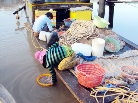 Vợ chồng ông Tư Rọi đang phân loại cá để chuẩn bị đem vào chợ bán.