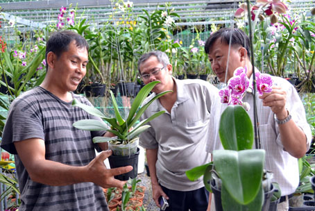 Anh Lâm Minh Hoàng (bìa trái) đang giới thiệu cho khách về một loại lan mới. Ảnh: V. NAM