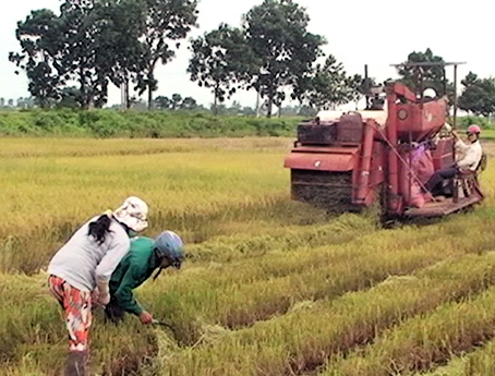 Nông dân ở xã Lang Minh, huyện Xuân Lộc thu hoạch lúa vụ hè-thu. Ảnh: H.Đ