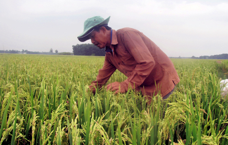 Nông dân ở ấp Bình Lục, xã Tân Bình (huyện Vĩnh Cửu) dùng nấm xanh nên lúa phát triển tốt, ít sâu bệnh.