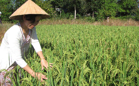 Nhờ được hỗ trợ giống, kỹ thuật chị Hoài xã Phú Lý (huyện Vĩnh Cửu) đẩy năng suất lúa tăng trên 1 tấn/hécta/vụ