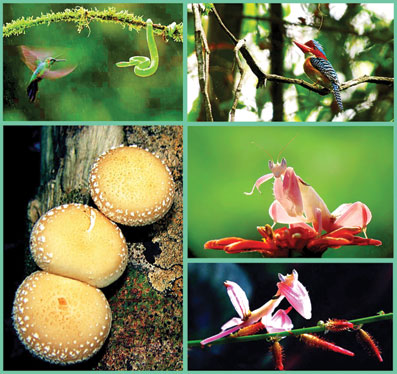 Một số loài động thực vật quý tại Vườn quốc gia Cát Tiên.