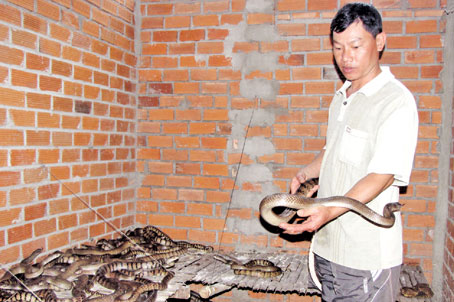 Anh Nguyễn Văn Hải ở ấp Suối Cát 1, xã Suối Cát (huyện Xuân Lộc) trong trại rắn hổ trâu.