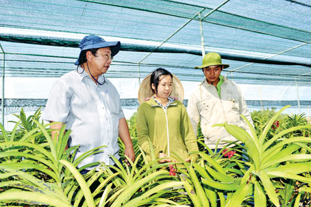 PGS. TS Phạm Văn Sáng cùng các cộng sự kỹ sư nông nghiệp Lê Thùy Trang và ThS. Võ Thanh Phụng trong vườn ươm giống lan Mokara.