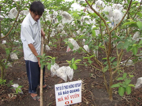 Sản xuất trái cây sạch cho thu nhập cao tại xã nông thôn mới Bảo Vinh (TX.Long Khánh)