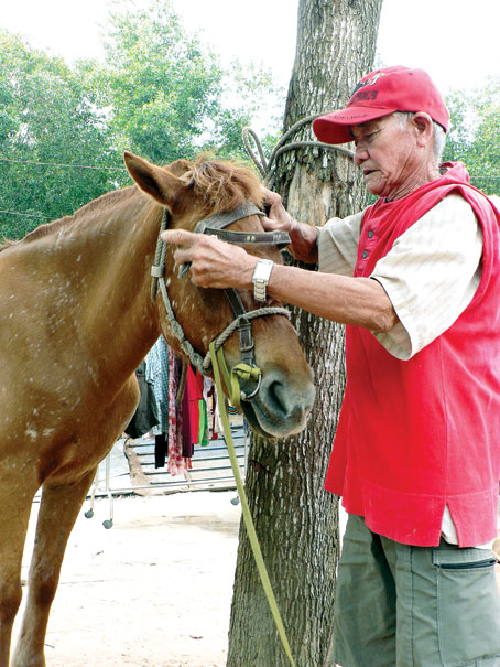 Nài ngựa U Hom đang đeo cương cho con ngựa cái 12 năm tuổi của mình.