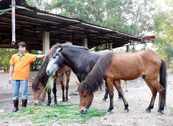 Anh Dương Văn Quân, phụ trách khu vực chăn nuôi tại Khu du lịch sinh thái Vườn Xoài bên đàn ngựa 7 con do mình chăm sóc.