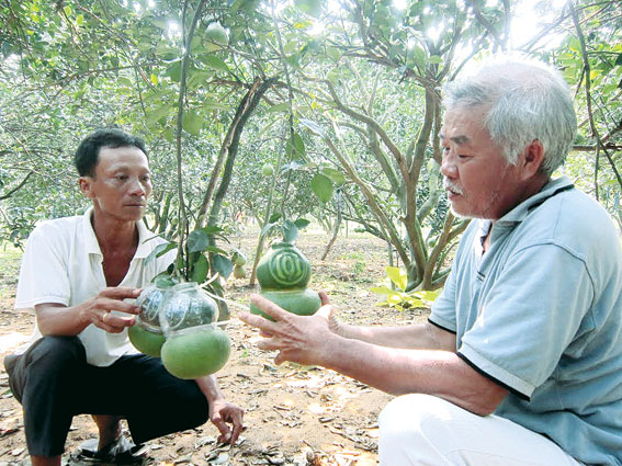 Ông Ngô Văn Sơn (trái) say sưa kể về cách chăm sóc bưởi hồ lô để nổi rõ chữ Tài, Lộc.